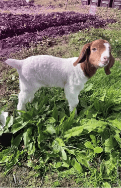 Crimsham Farm Animal Goat Baby