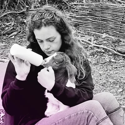 Crimsham Farm Animals Jasmine Coote feeding goat