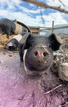 Crimsham_Farm_Animals_Pig