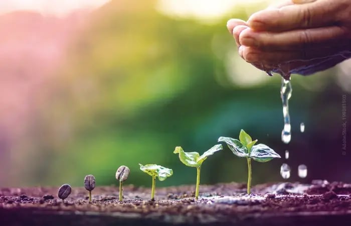 Planzen_Wasser_giesen_Existenzgruencer_Saat_Pflanze_AdobeStock_199081903_artrachen